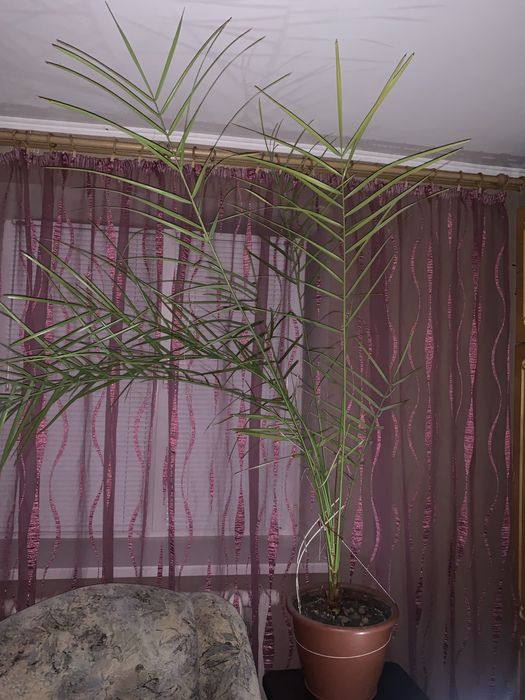 Пальма кімнатна