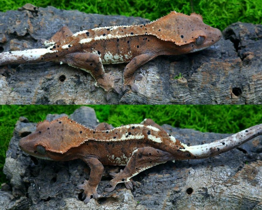 Gekon orzęsiony Cappuccino samiec 14g Egzocity Transport