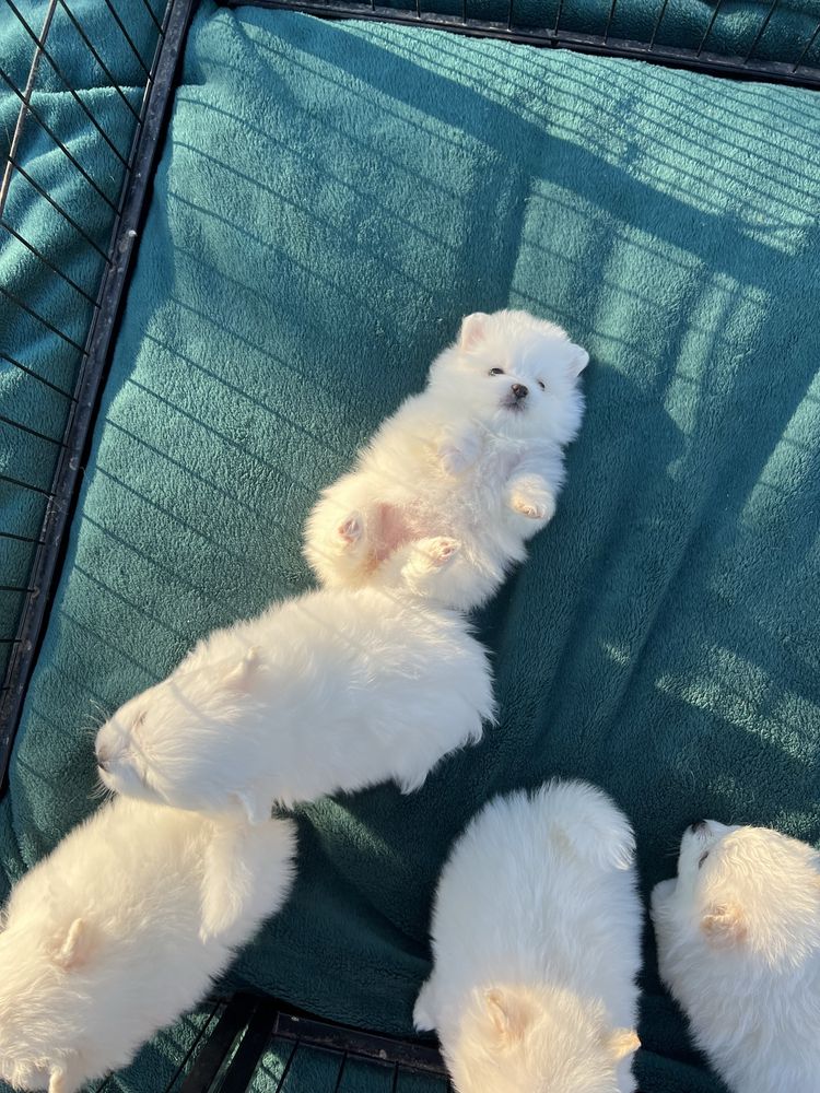 Piekny Szpic Miniaturowy Pomeranian