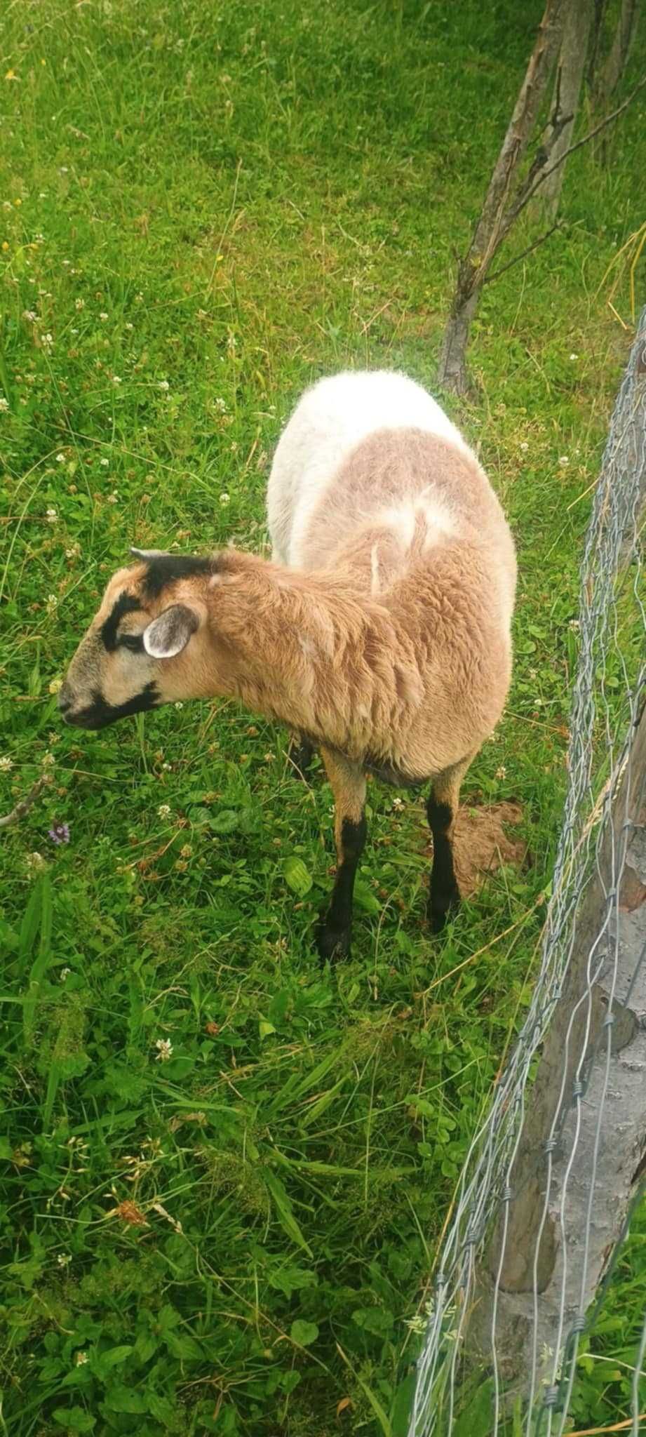 Sprzedam Owce Kameruńska