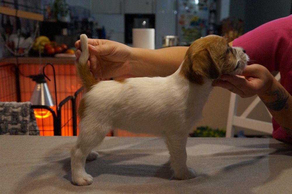Jack Russell Terrier suczka suczki dziewczynki ZKwP FCI