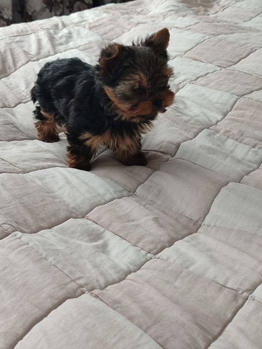 Suczka Yorkshire Terrier Miniaturka