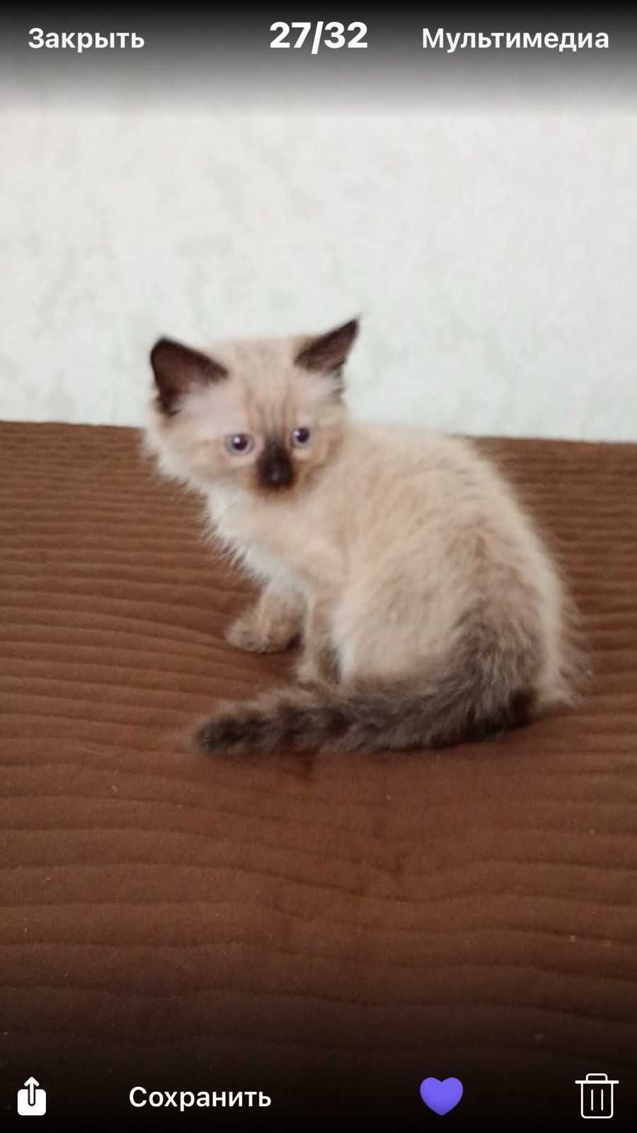 Отдам котят в хорошие руки.