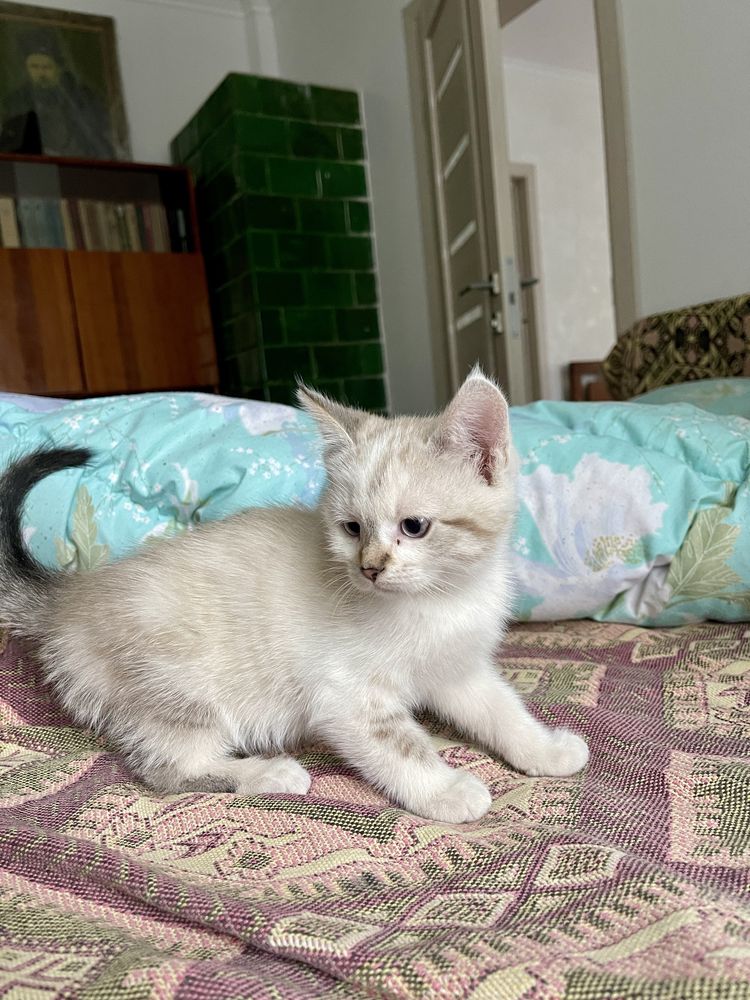Котеня в добрі руки