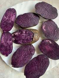 Насіннева картопля фіолетова Гурман сорт Голландія