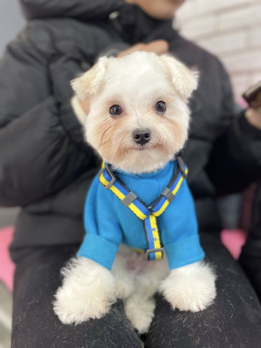 Грумінг мальтіпу | Той Пудель