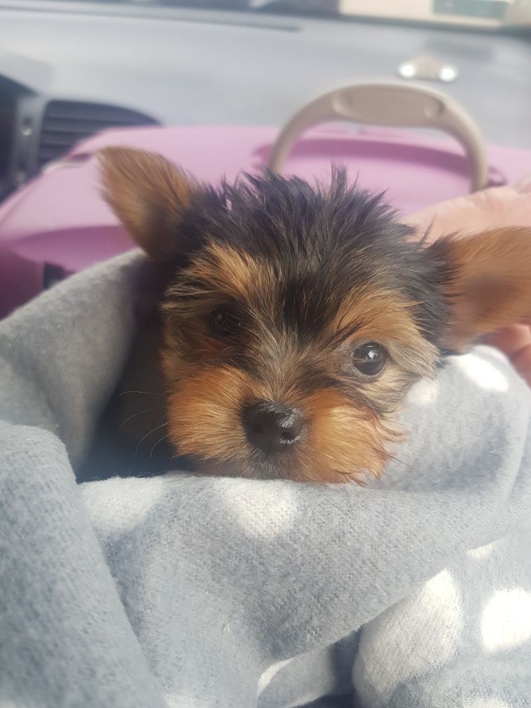 York , Yorkshireterrier