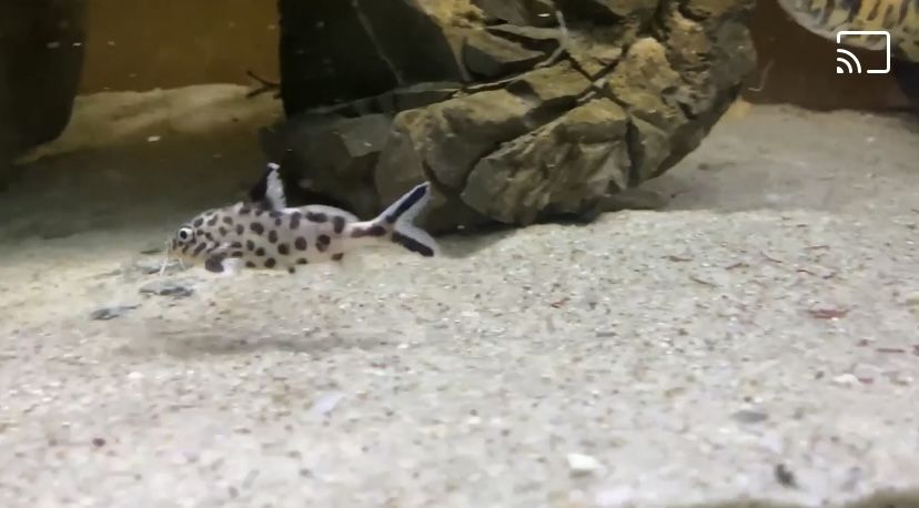 Synodontis multipunctatus sumik tanganika pyszczaki Malawi World