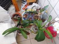 Орхідея фаленопсис різнокольорова