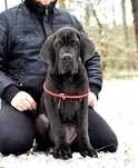Bardzo mocnej budowy szczenię Dog Niemiecki FCI ZKwP linia francuska