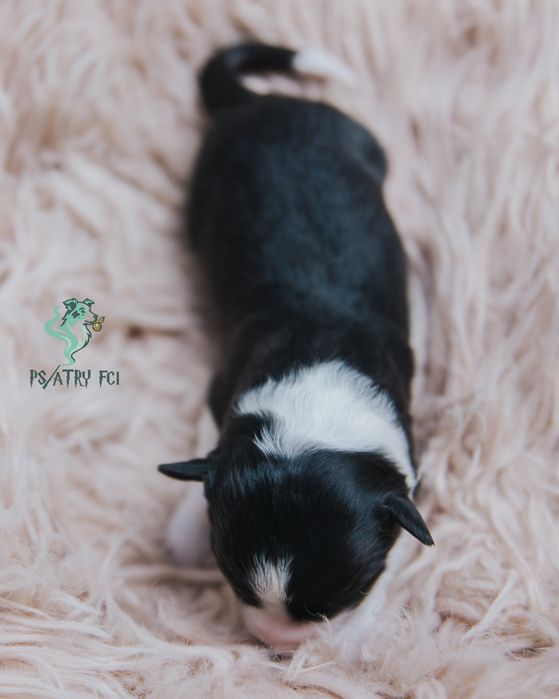 Psiatry FCI Border Collie suczka czarno biała