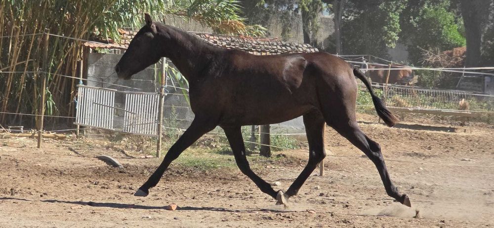 Poldra lusitana Grande com 2 anos