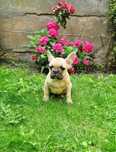 Buldog Francuski piesek
