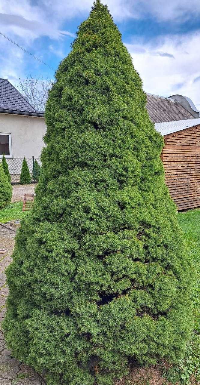 Ялина канадська Коніка (Picea glauca Conica)