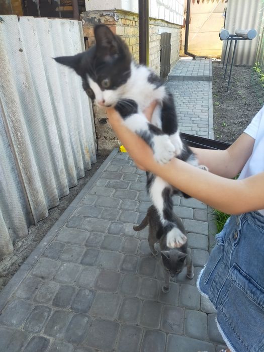 Віддам котиня дівчинка грайливі