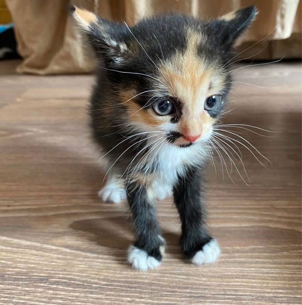 Красуня кошеня кішка