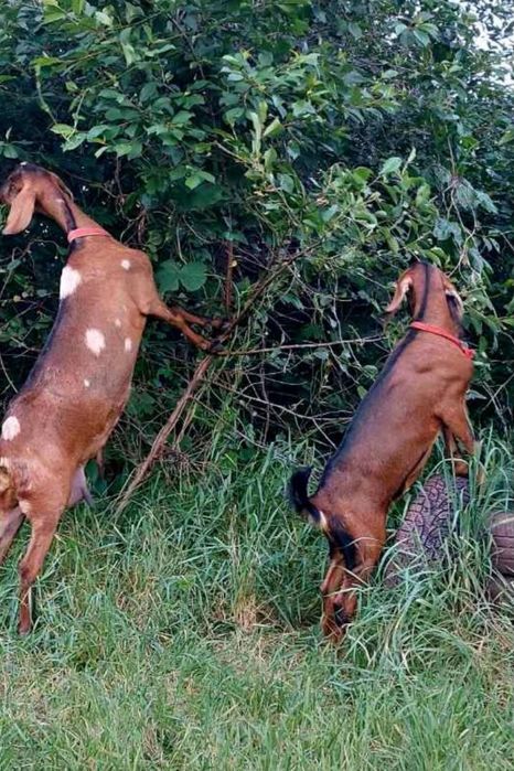 Продам свіже молоко від англо-нубійських кіз– Юлькина козофермочка