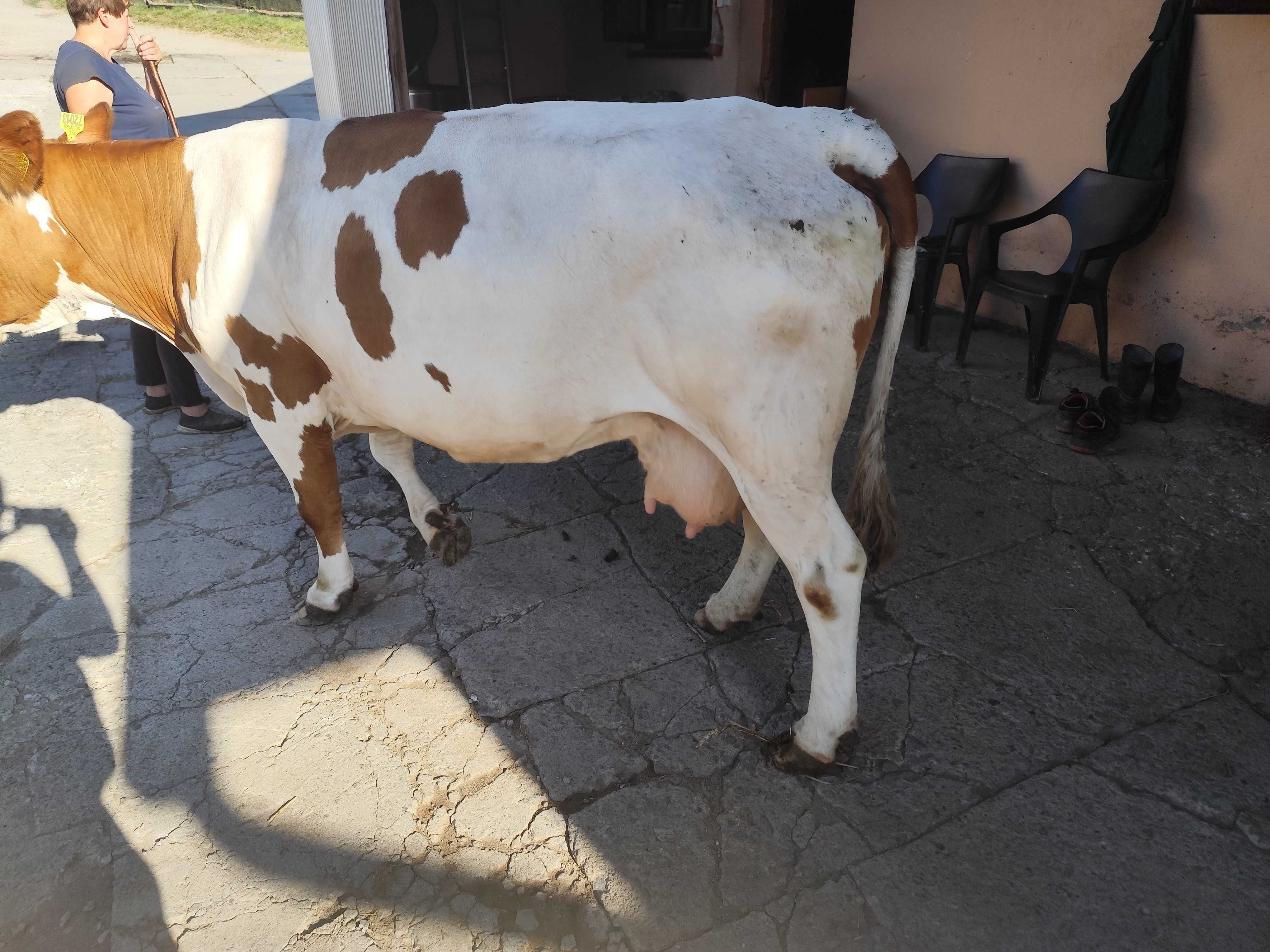 Krowa RW 6 lat bardzo dobra