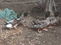 Patos Ruan boa raça