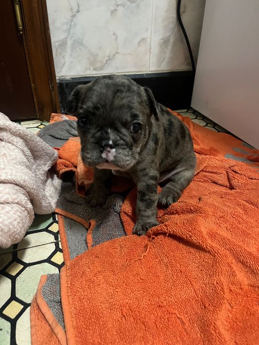 Buldogue francês merle macho