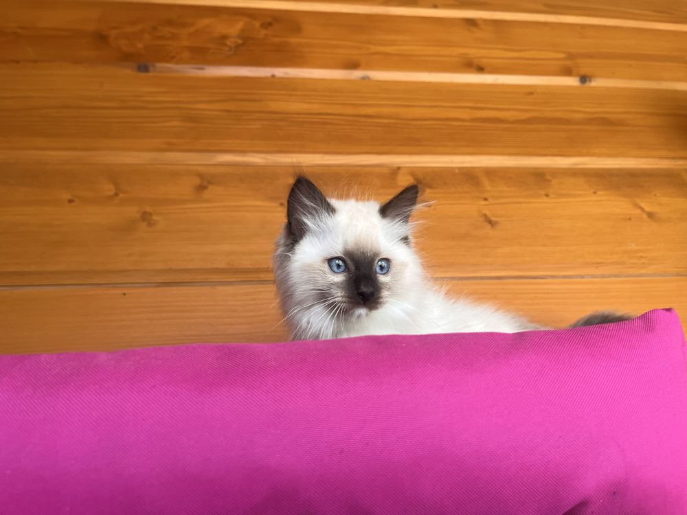 Kocurek piekny seal mitted i colorpoint/badania/FPL