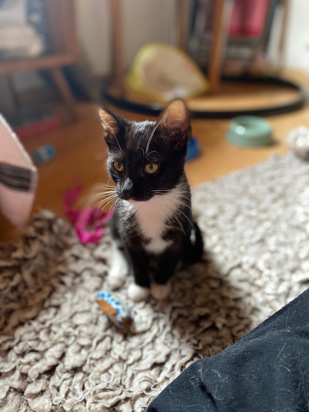 Kocurek do adopcji
