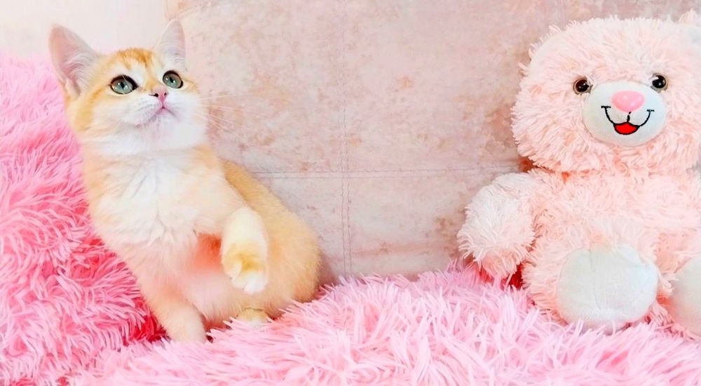 Дівчинка красунечка окрасу Золота шиншила ny12