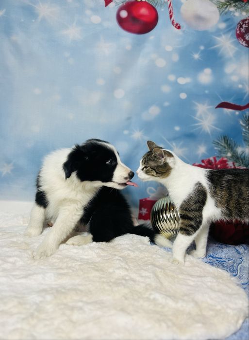 szczeniak  Border Collie ZKwP (FCI) czarno-biały Rezerwacja