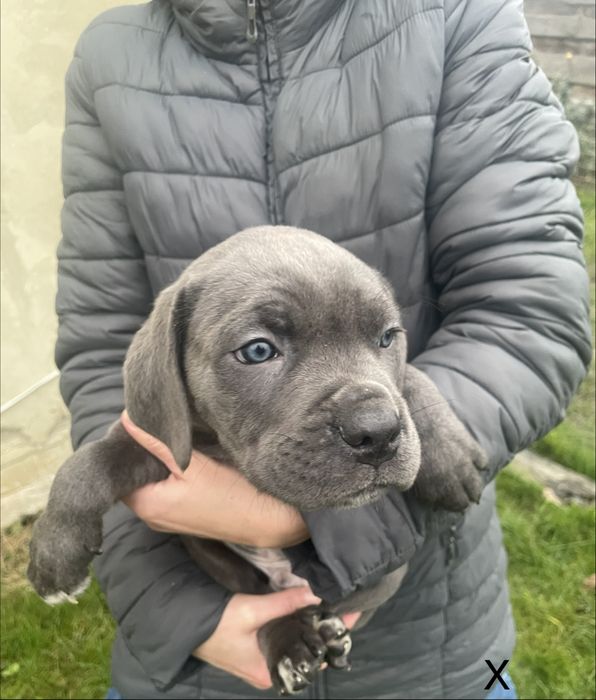 Хлопчики і дівчатка Кане Корсо