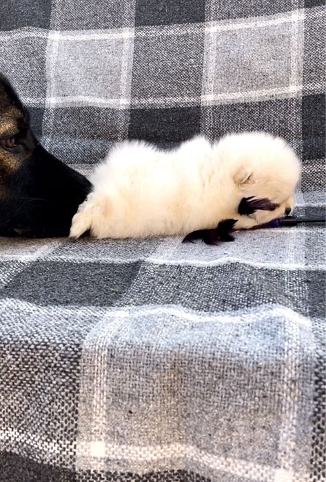 Настоящая куколка