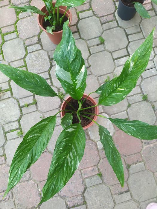 Спатифілум даймонд (жіноче щастя)