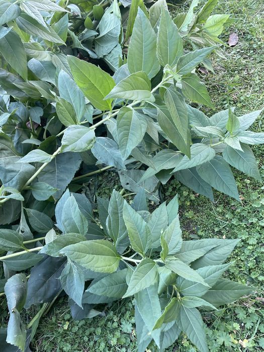 Topinambur słonecznik bulwiasty liście / bulwy świeże eko