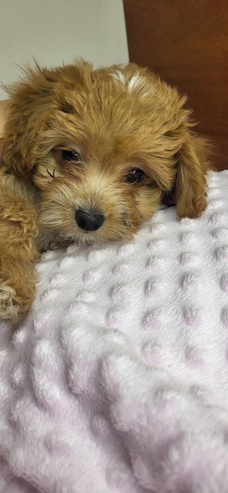Malutka sunia maltipoo f1