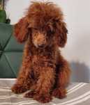 PUDEL TOY (Samiec) Red