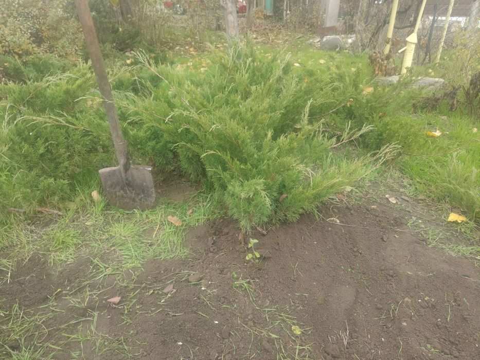 Можжевельник казацкий