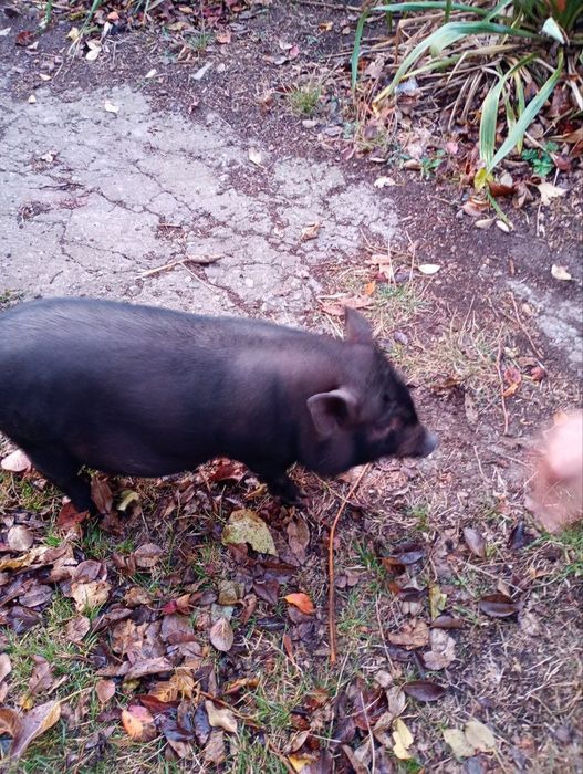 Кабанчик вьетнамский 4 месяца