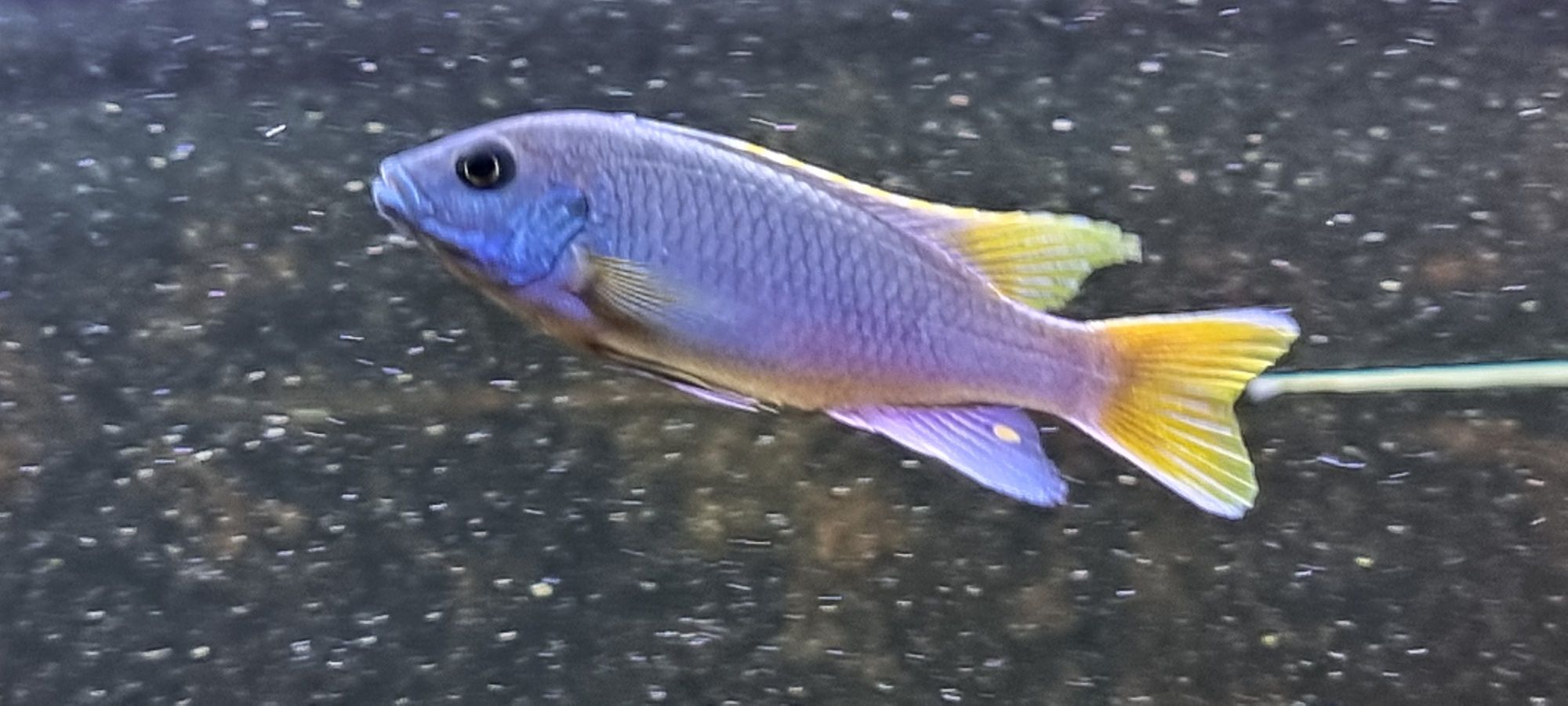 Pseudotropheus acei luwala  pyszczak acei