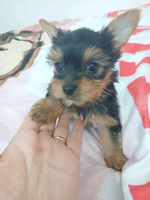 Yorkshire terrier macho  mini