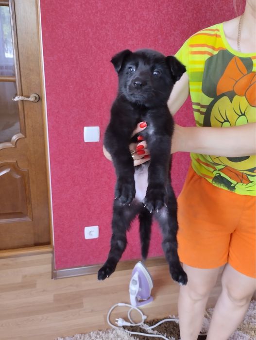 Цуценята Німецької вівчарки