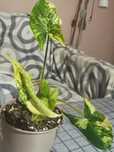 Syngonium yellow variegata.