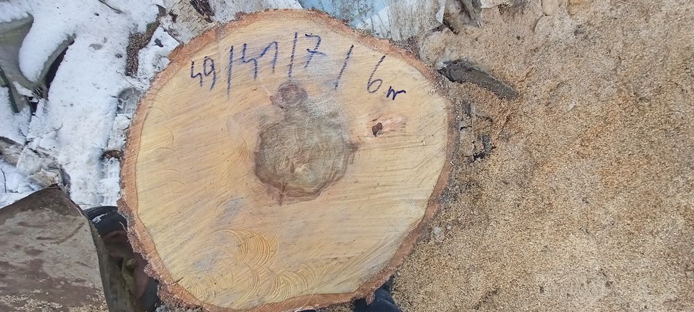 Blat plaster  na stolik  brzoza do 70cm