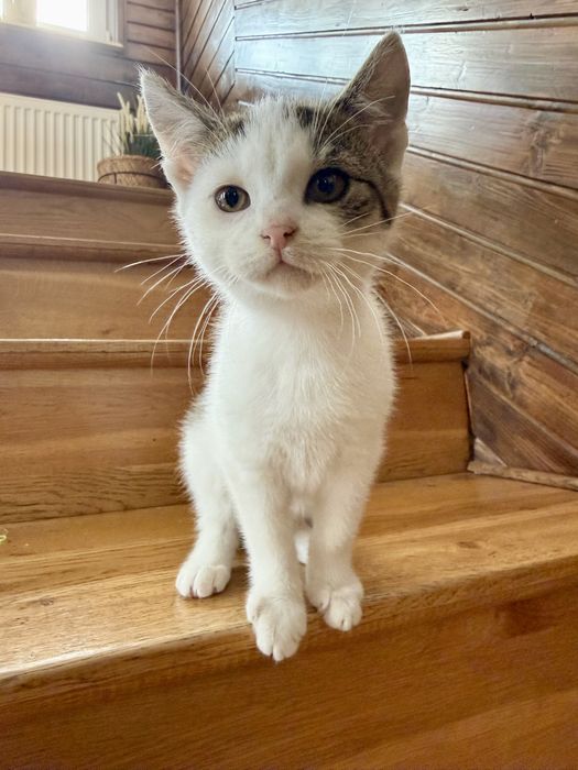 Urocza kicia szuka pilnie domu