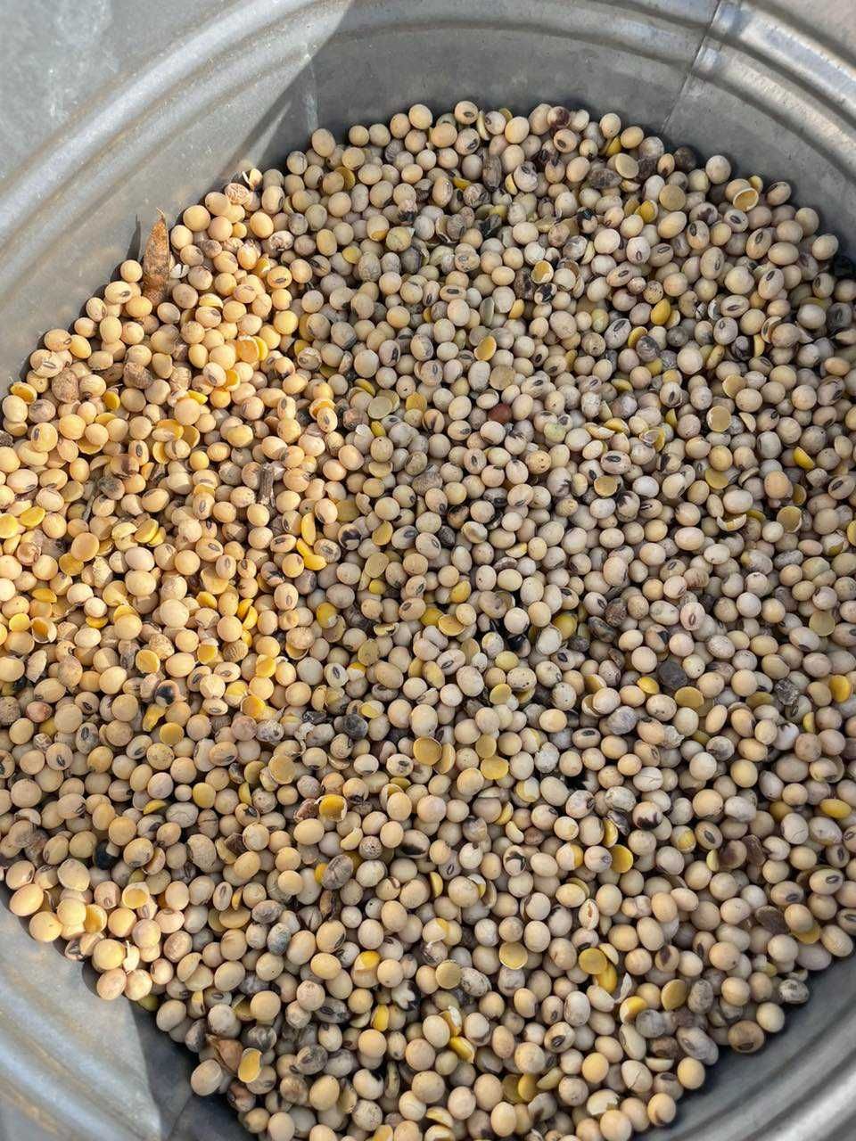 Продам насіння сої "Seeds Elita" під раундап ГМО
