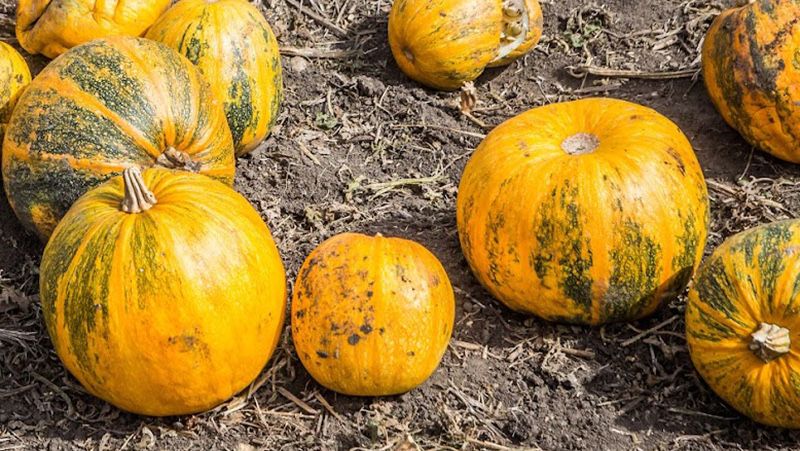 Продам гарбузи домашні