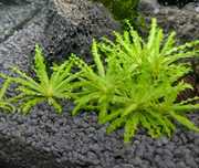 Roślina akwariowa Pogestemon Helferi