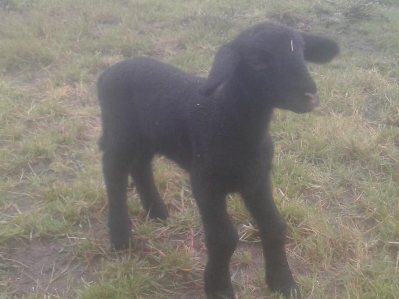 Vendo Ovelha Suffolk + cria (Macho)