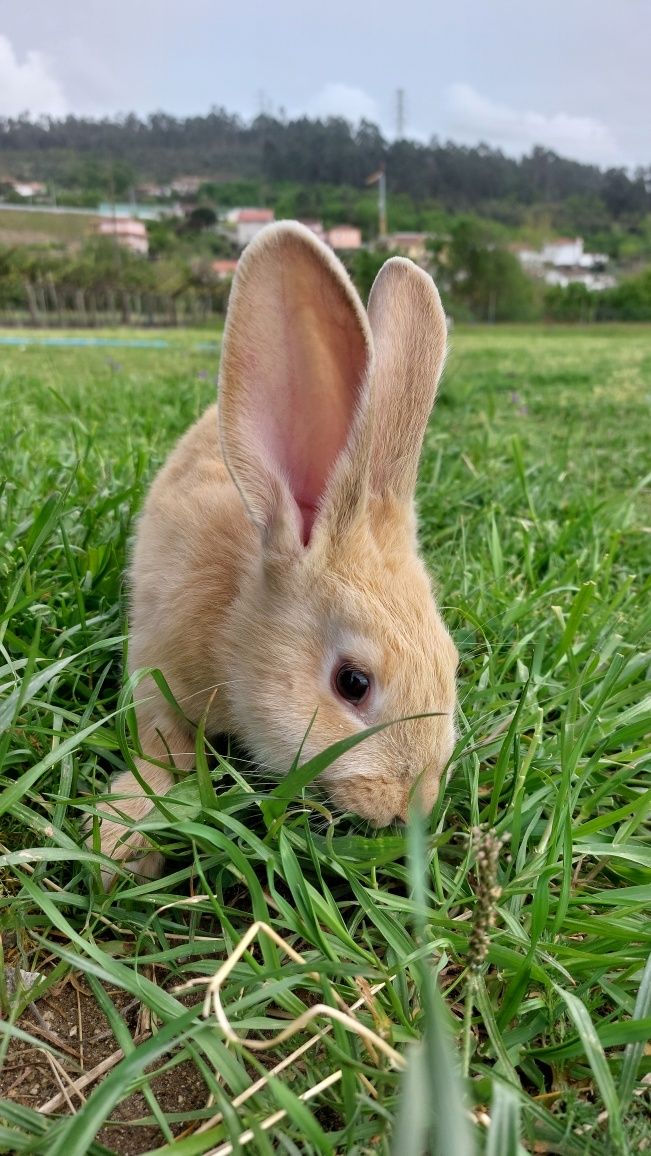 Coelhos de jovens de 2 meses