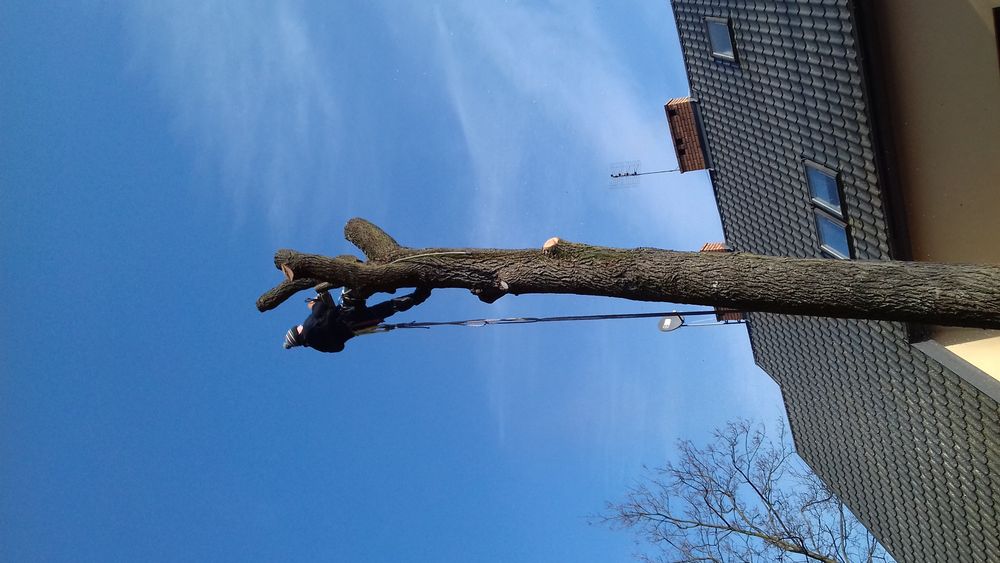 Wycinka drzew, czyszczeni, koszenie działek, mielenie gałęzi, ogrody.