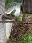 Ringnecks  verdes, casal.