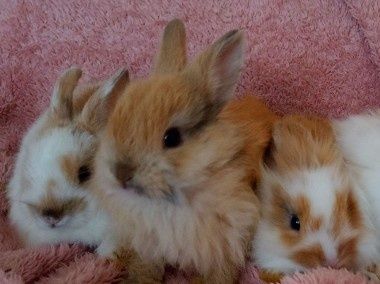 Króliki miniaturki hodowla domowa karzełki baranki lewki teddy